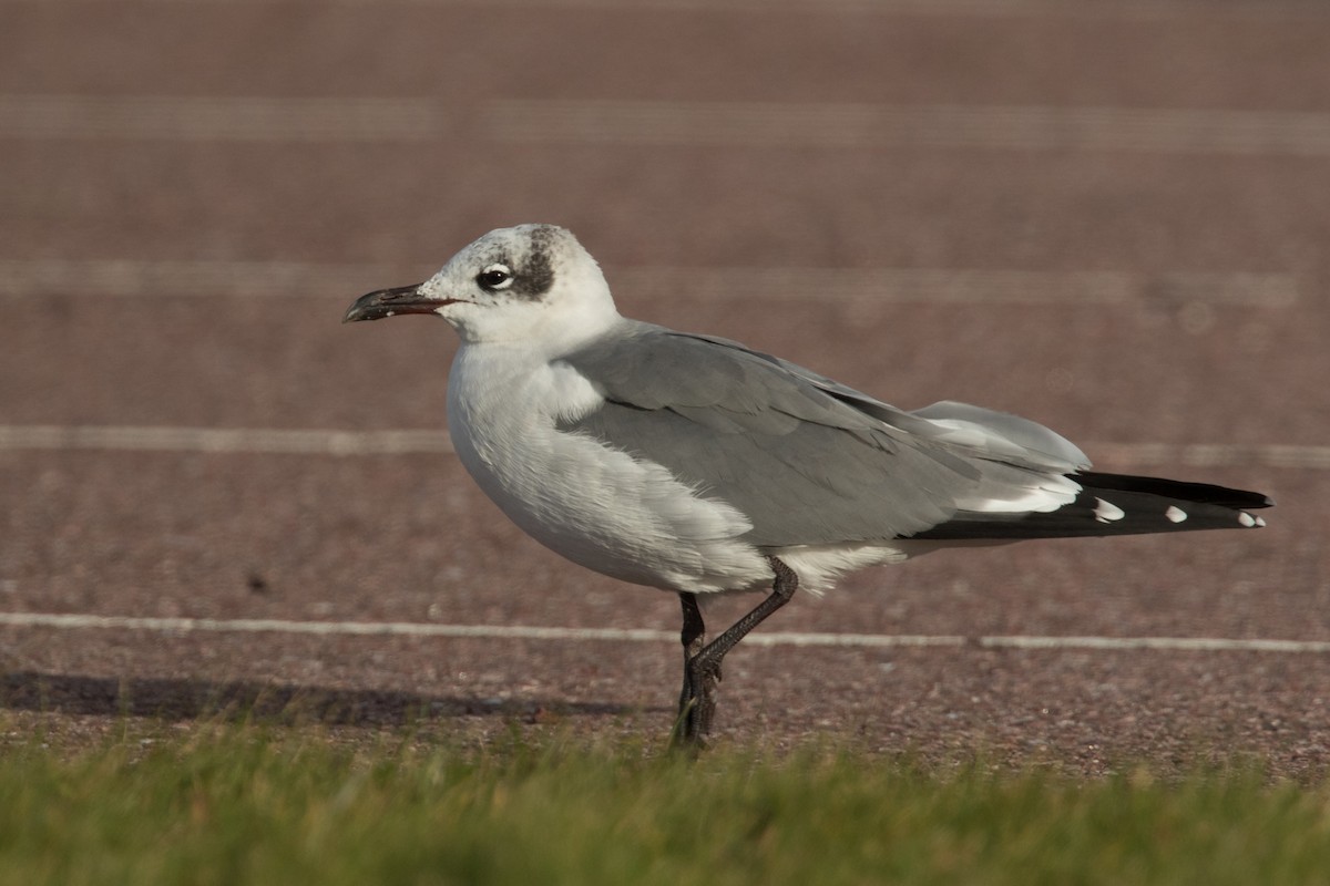 Antxeta mokogorri amerikarra - ML198323681