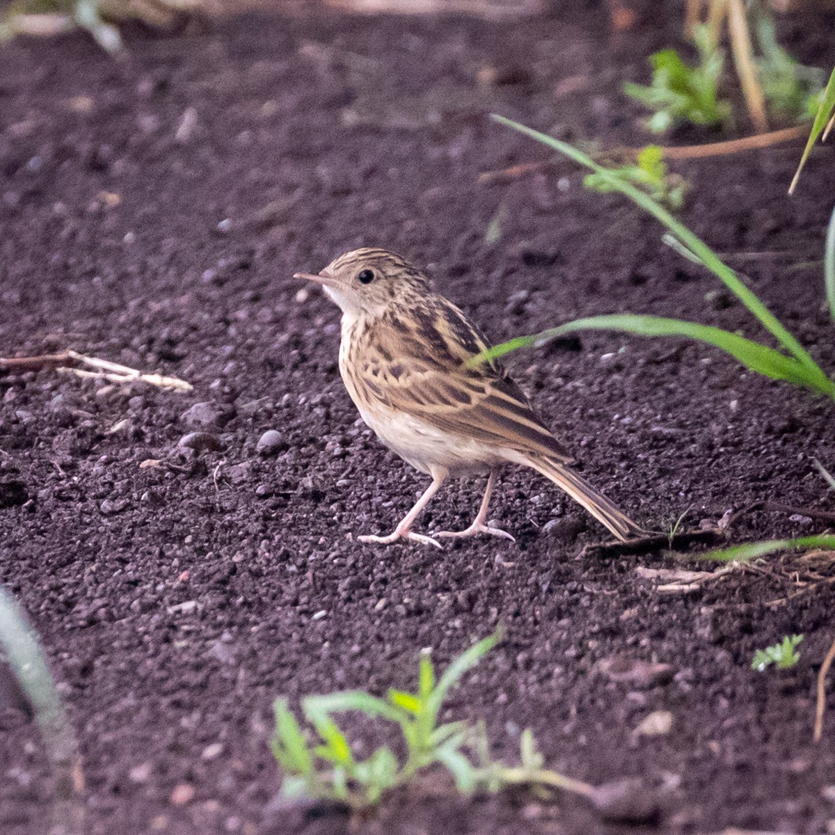 Hellmayr's Pipit - Justin Ede