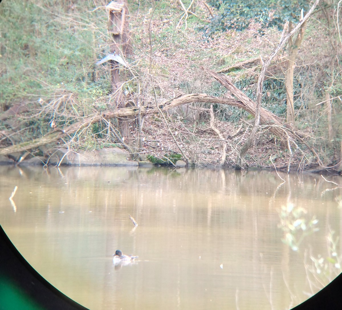 Common Goldeneye - ML198324091