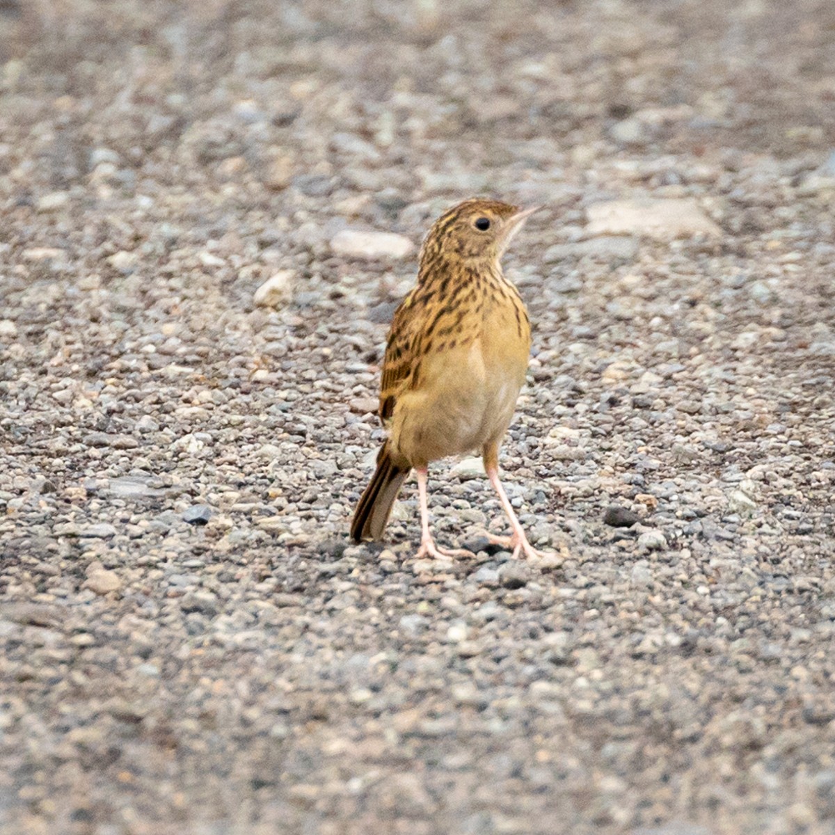 Hellmayr's Pipit - Justin Ede