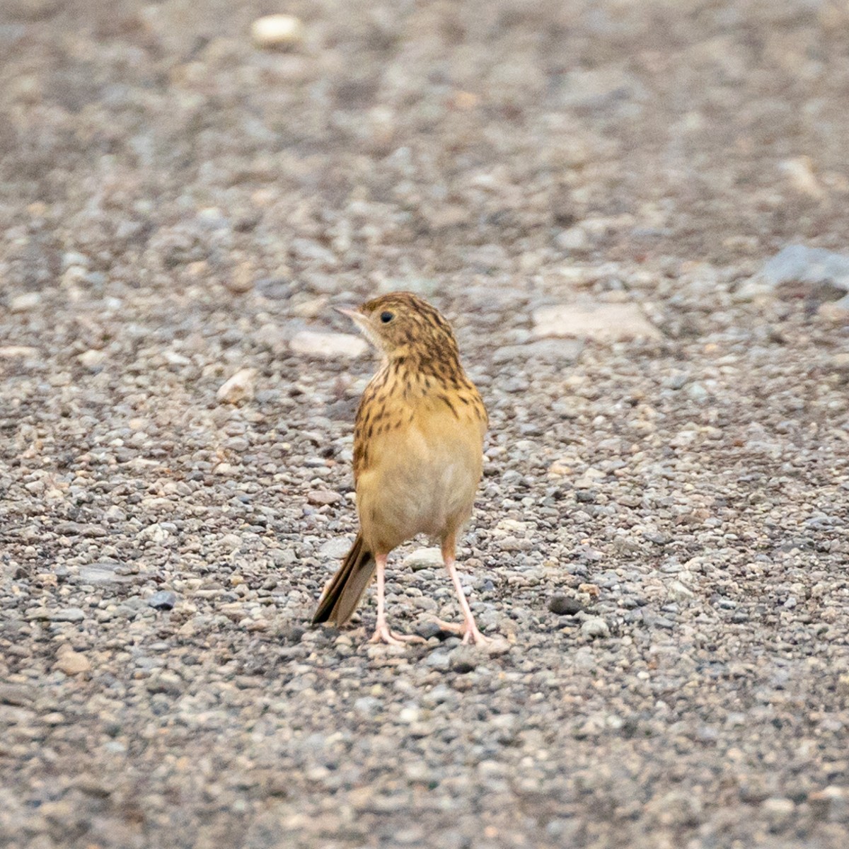 Hellmayr's Pipit - Justin Ede