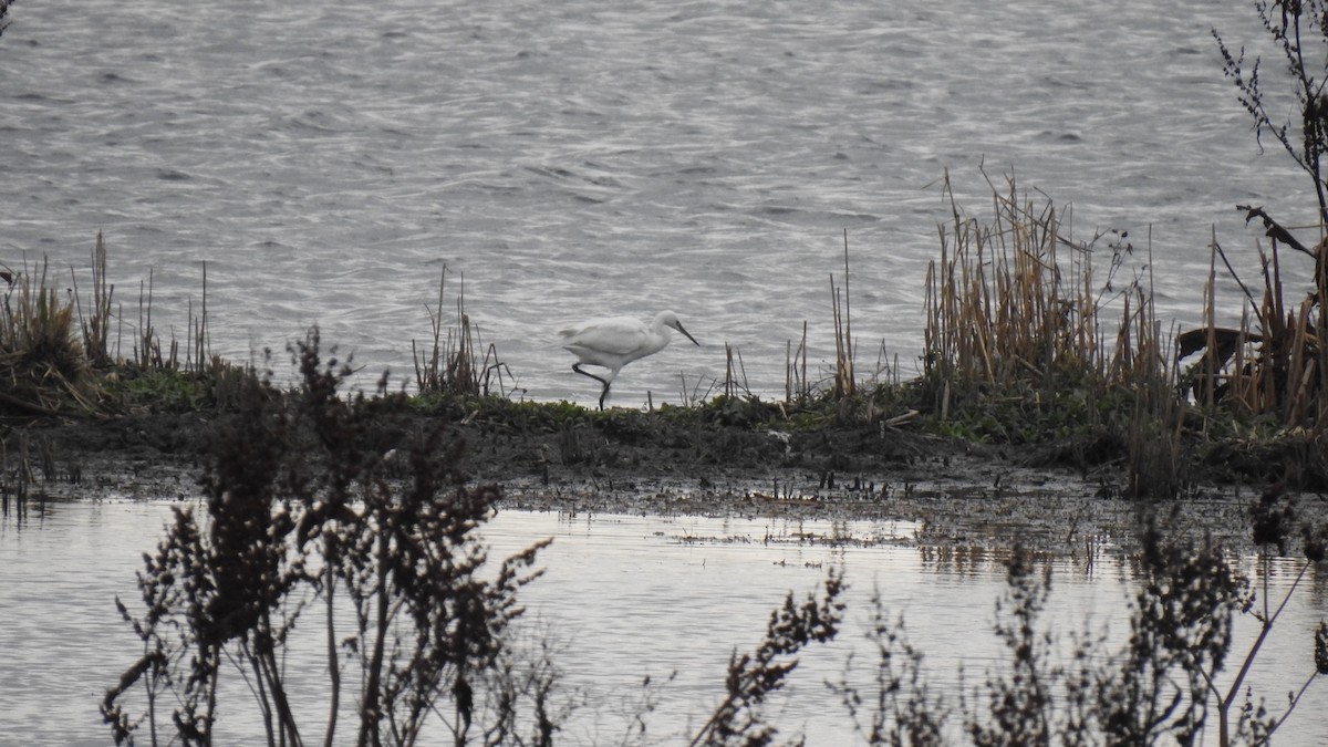 Little Egret - ML198324451