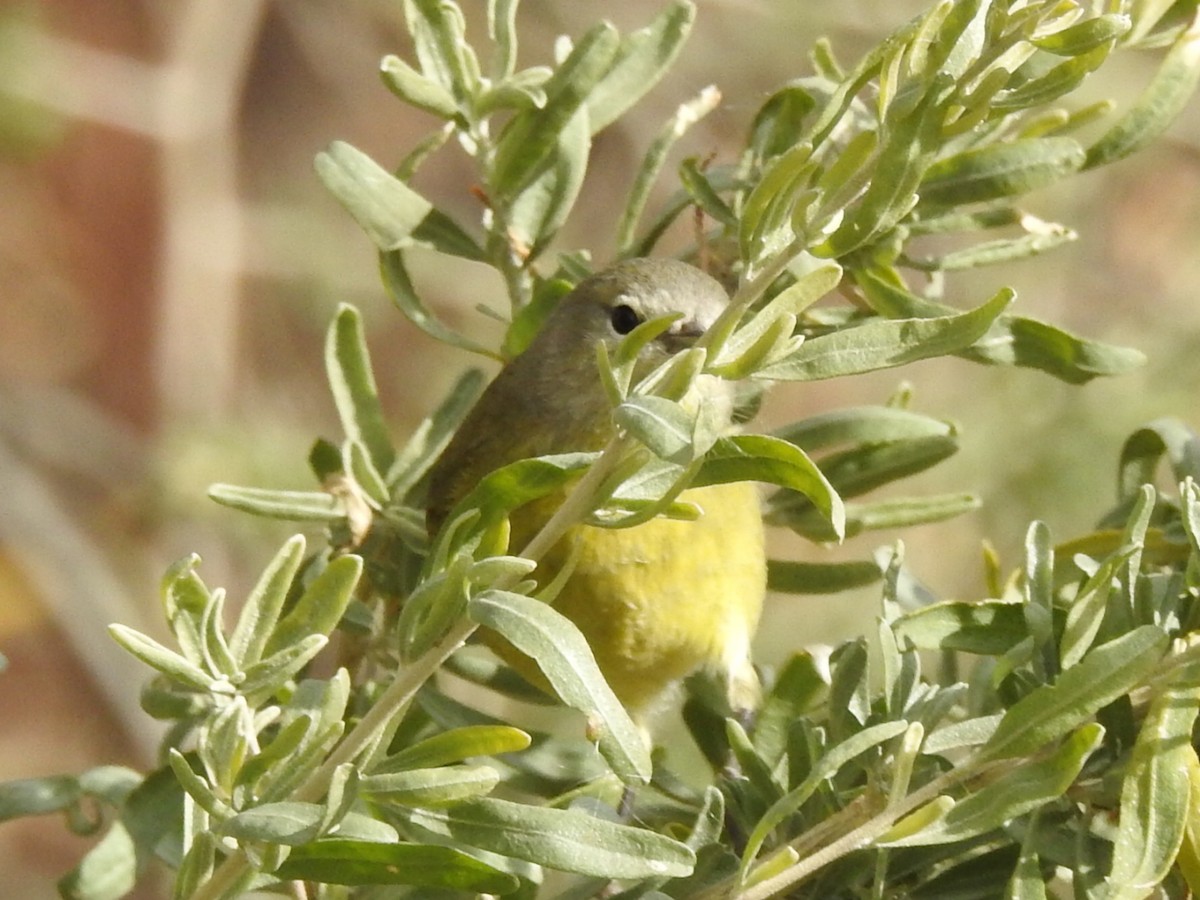 Orange-crowned Warbler - Kelly Wright