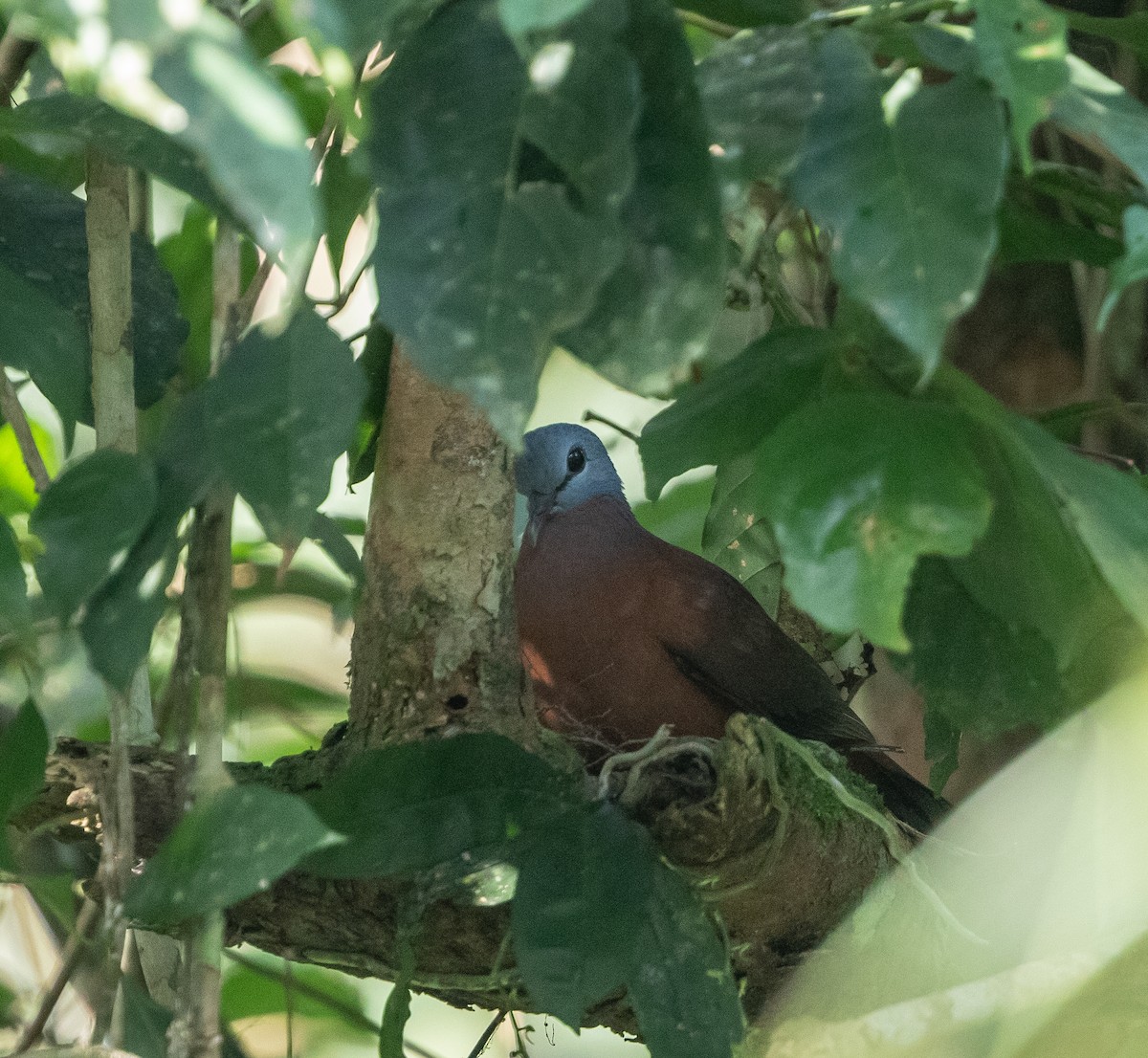 Blue-headed Wood-Dove - ML198325241