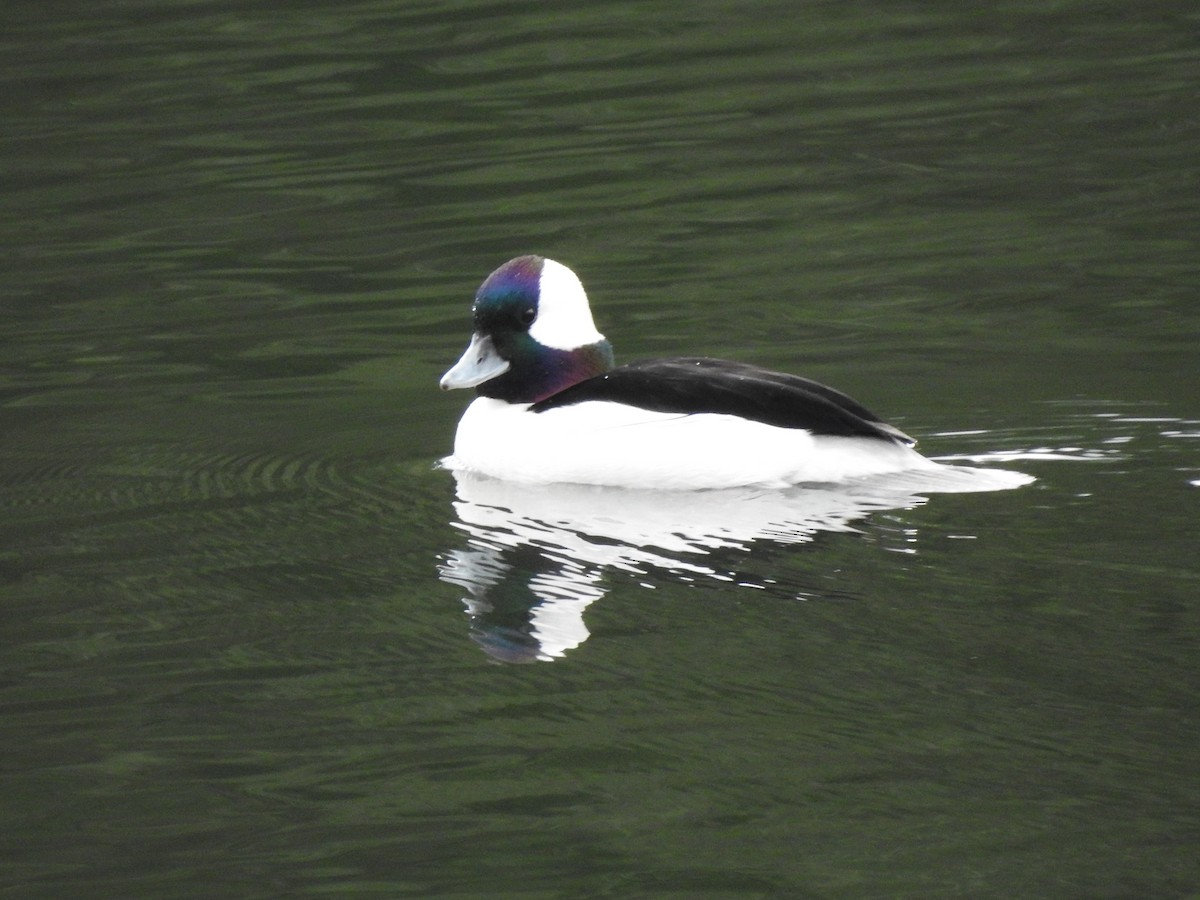 Bufflehead - bob butler