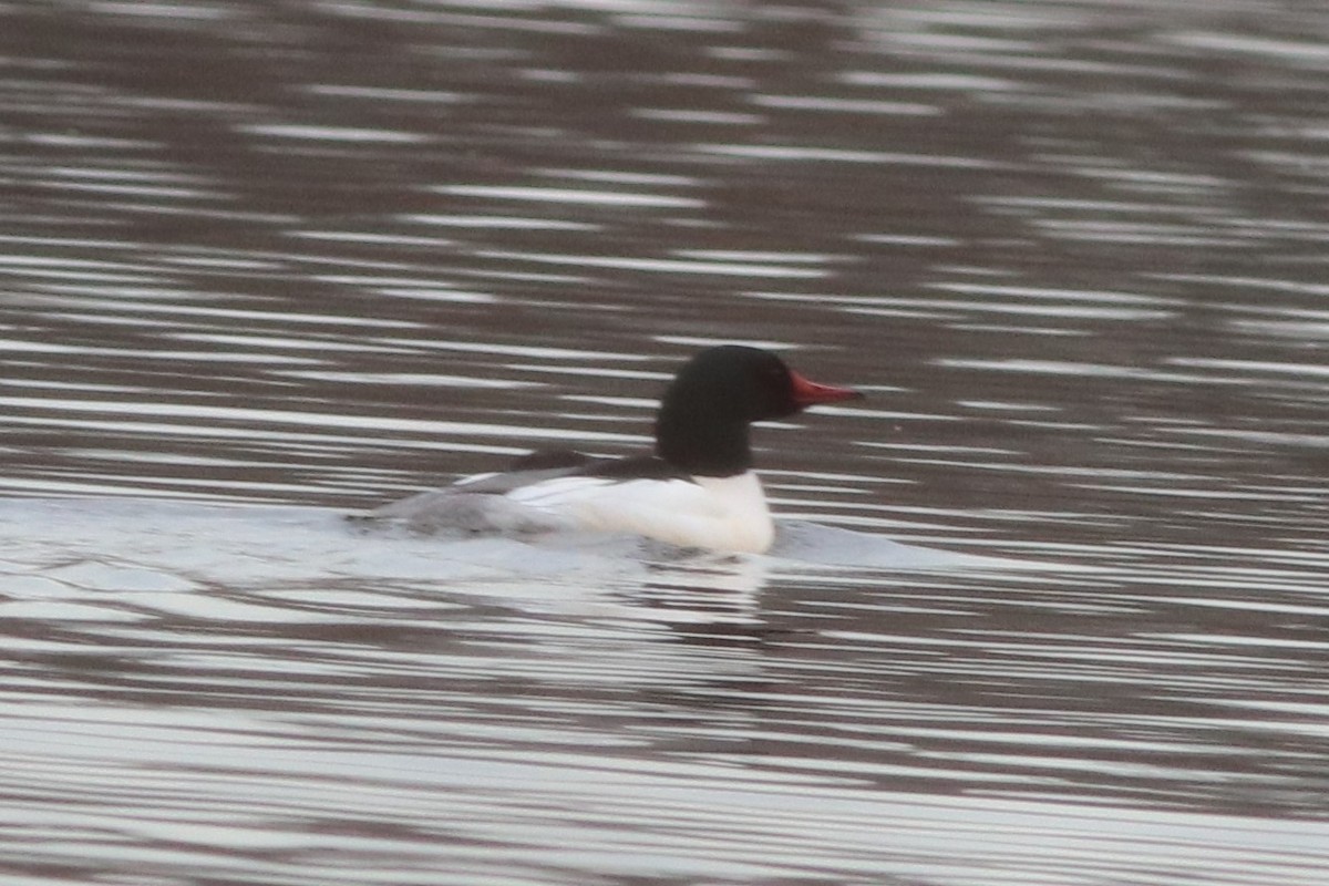 Common Merganser (North American) - ML198325851