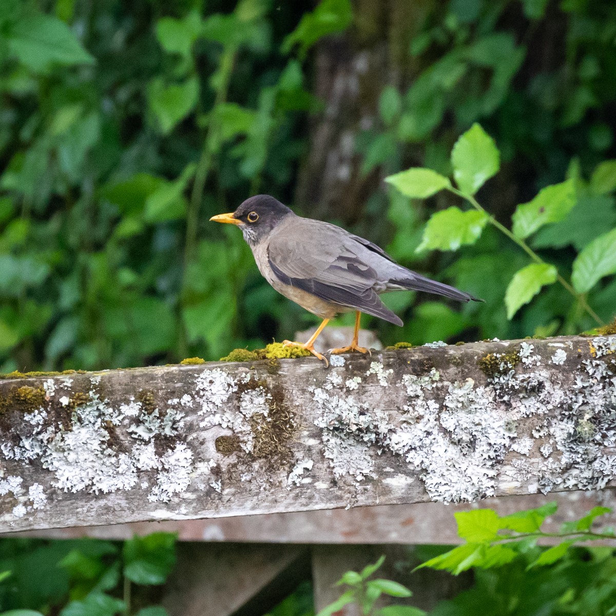 Austral Thrush - Justin Ede