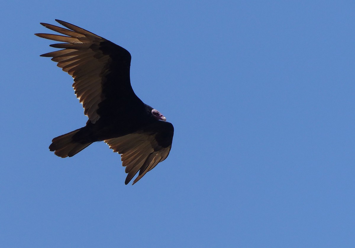 Turkey Vulture - joaquin vial