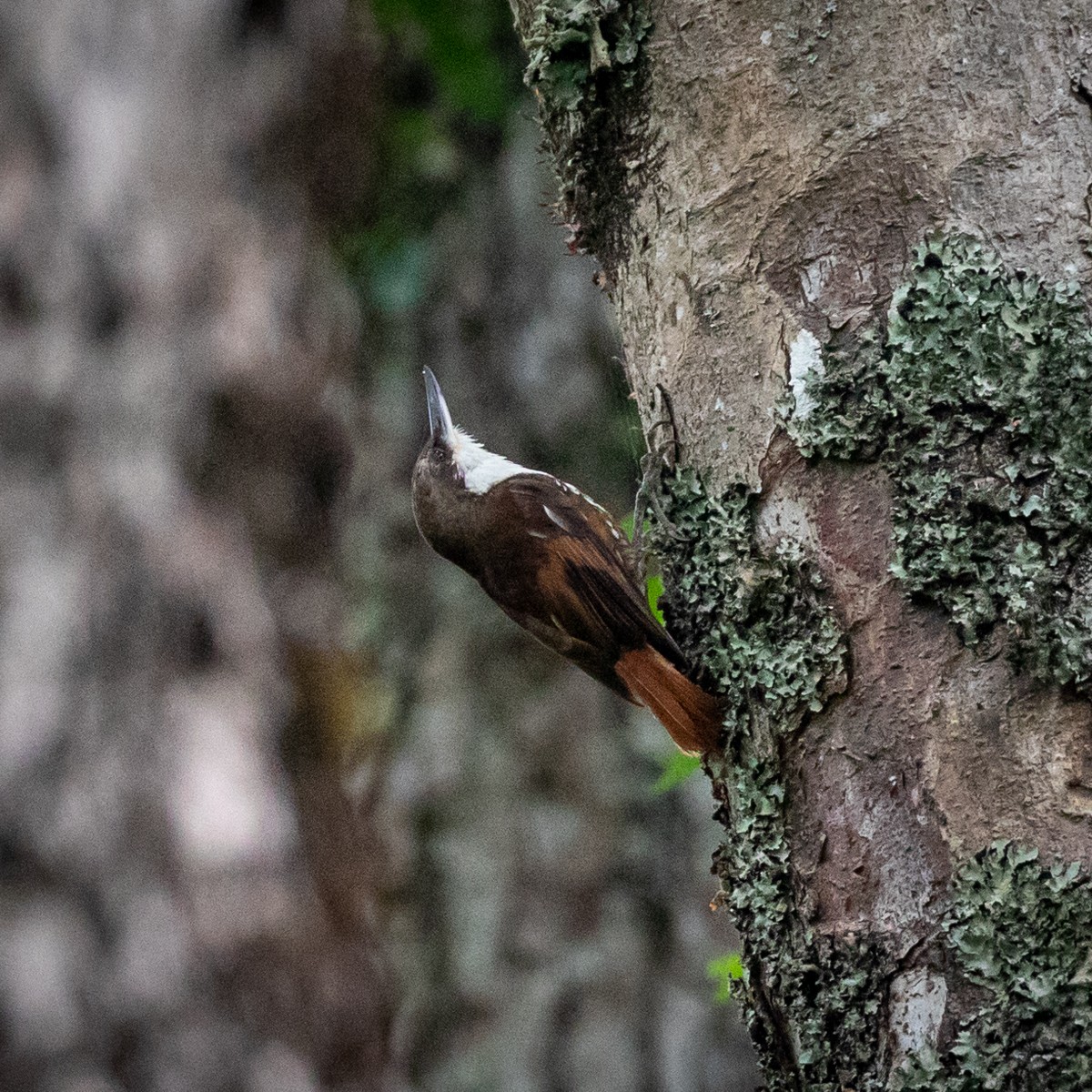 White-throated Treerunner - Justin Ede