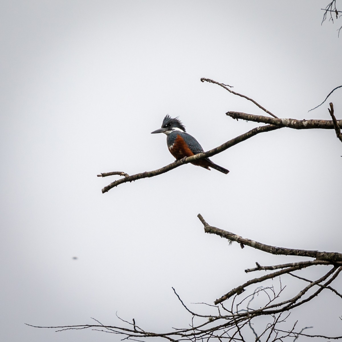 Ringed Kingfisher - ML198326591