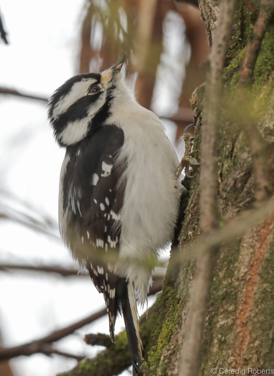 Downy Woodpecker - ML198327161