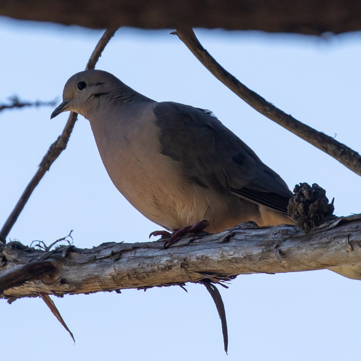 Eared Dove - Justin Ede