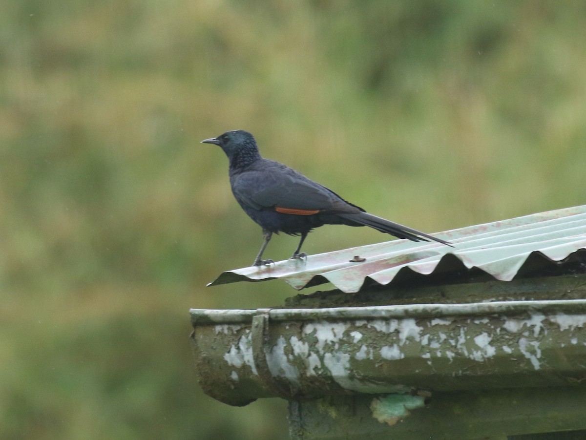 Slender-billed Starling - David Lambeth