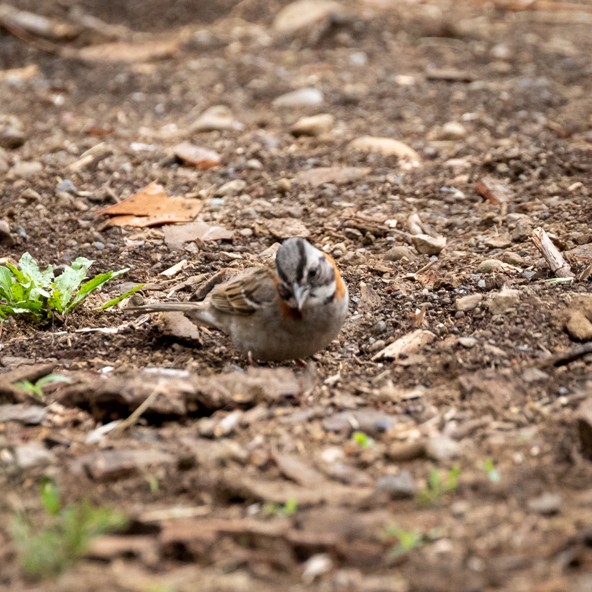 Rufous-collared Sparrow - ML198328651