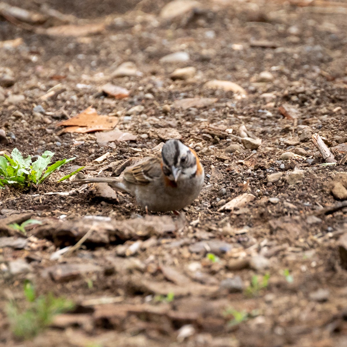 Rufous-collared Sparrow - Justin Ede