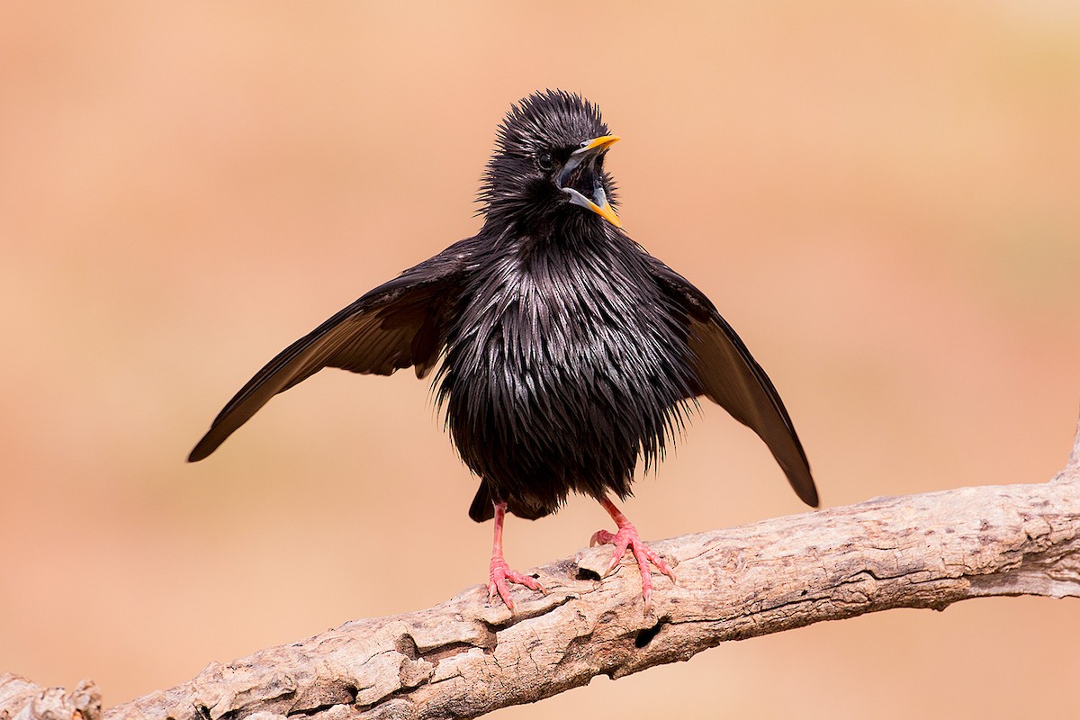 Spotless Starling - ML198329161