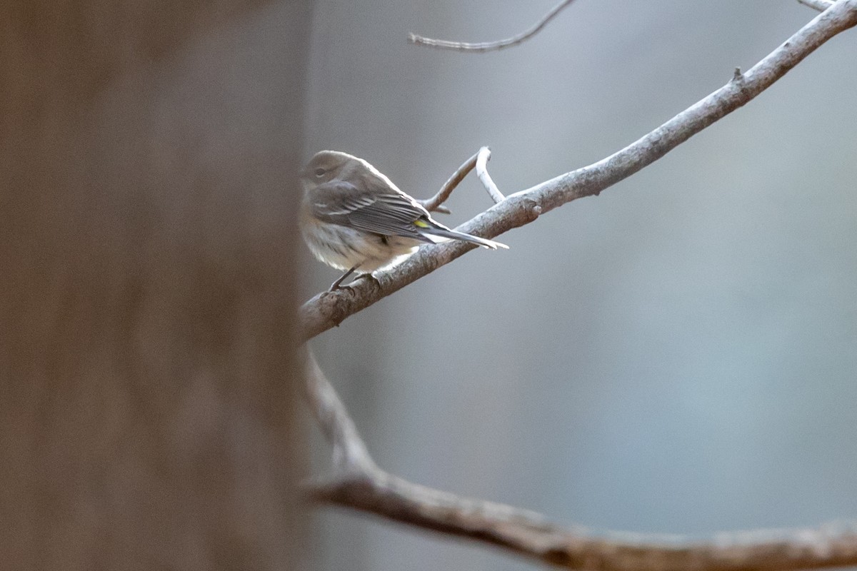 Yellow-rumped Warbler (Myrtle) - ML198329591