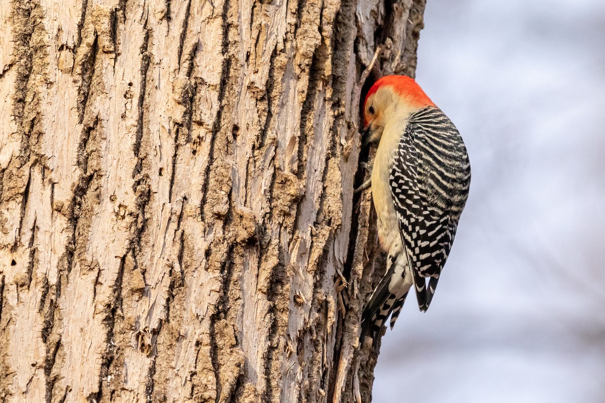 Red-bellied Woodpecker - ML198329621