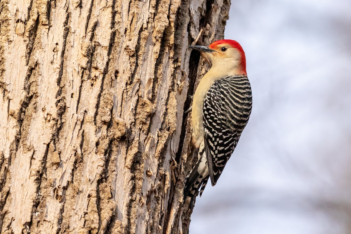 Red-bellied Woodpecker - ML198329631
