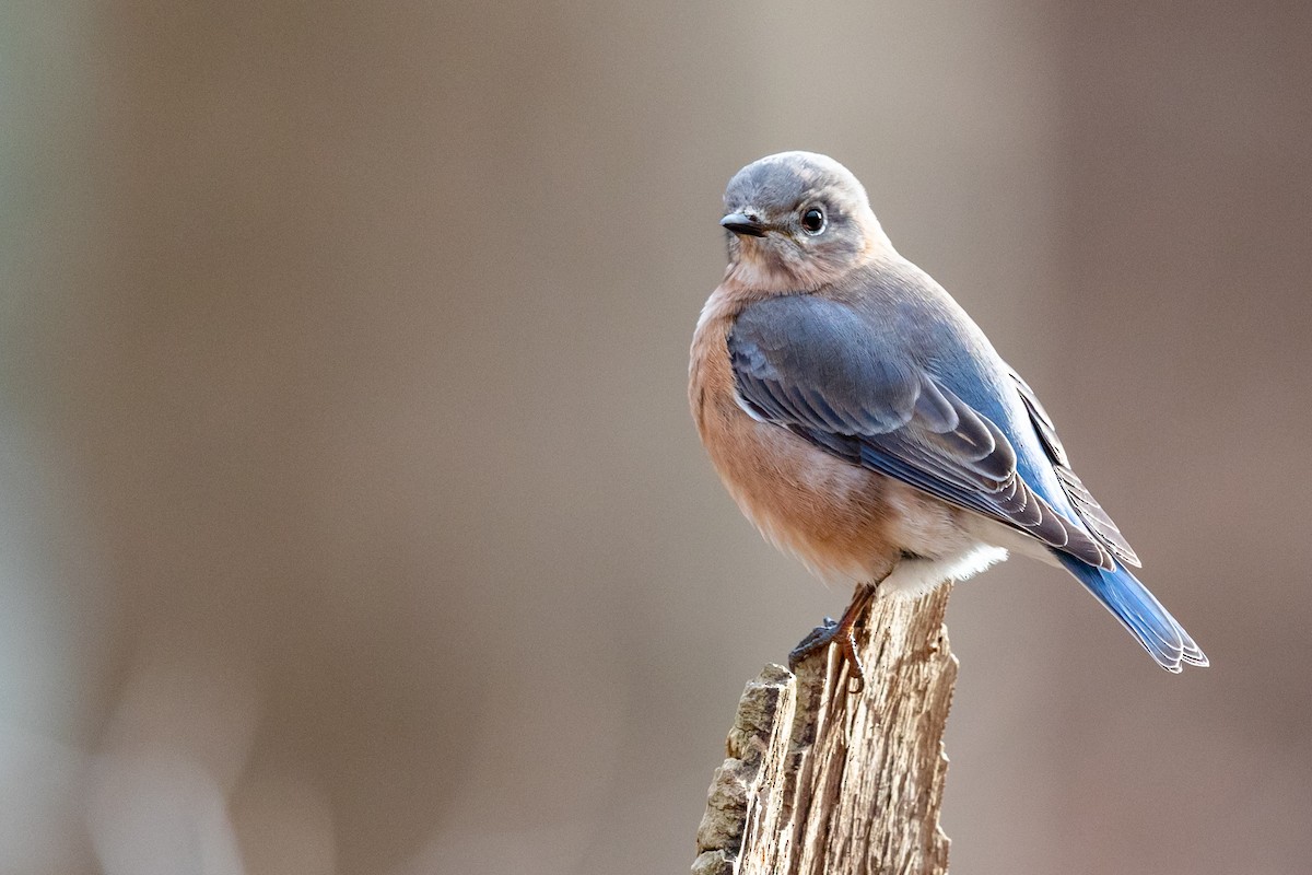 Eastern Bluebird - ML198329641