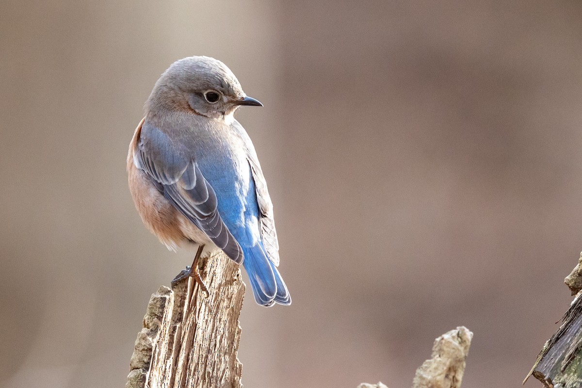 Eastern Bluebird - ML198329651