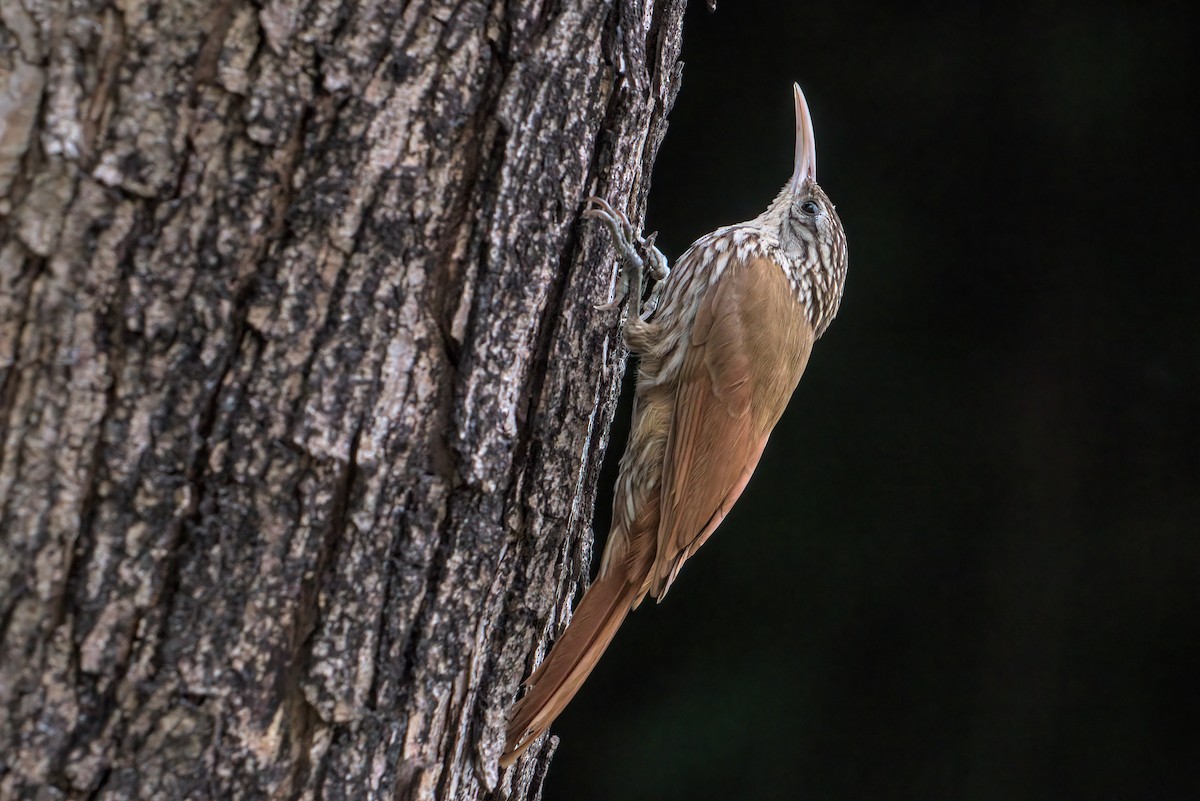 Streak-headed Woodcreeper - ML198330931