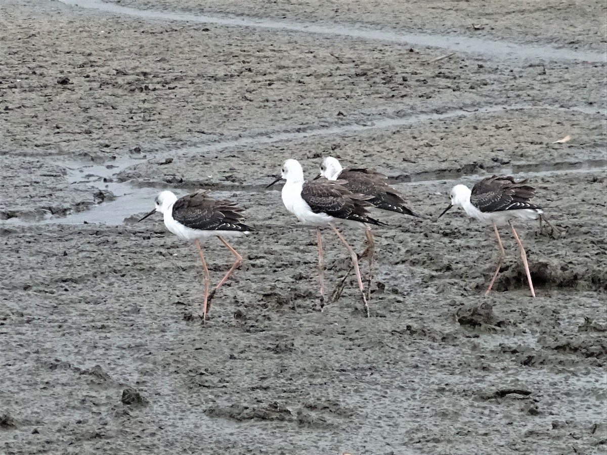 Pied Stilt - Richard Murray