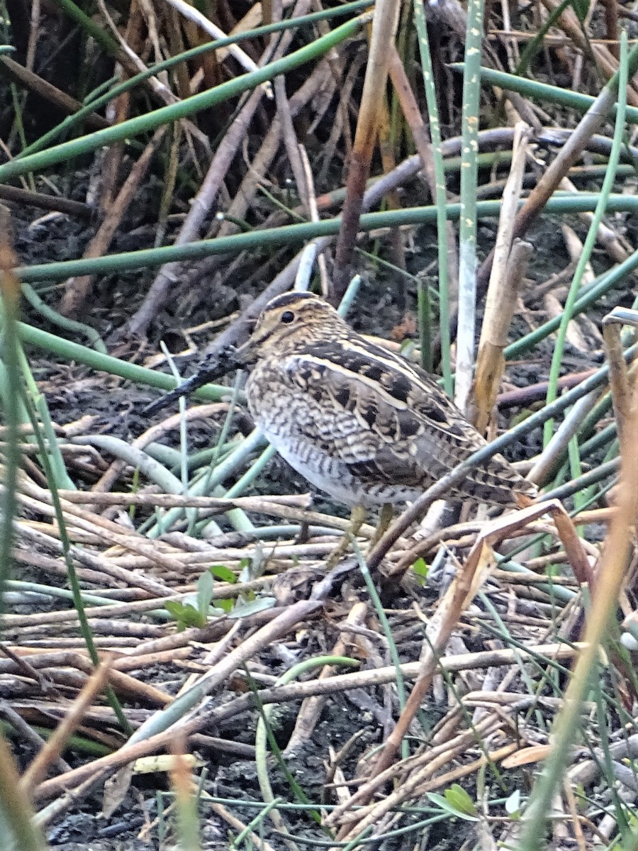 Agachadiza Japonesa - ML198331001