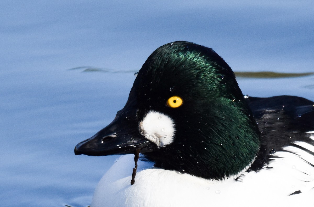 Common Goldeneye - ML198331261