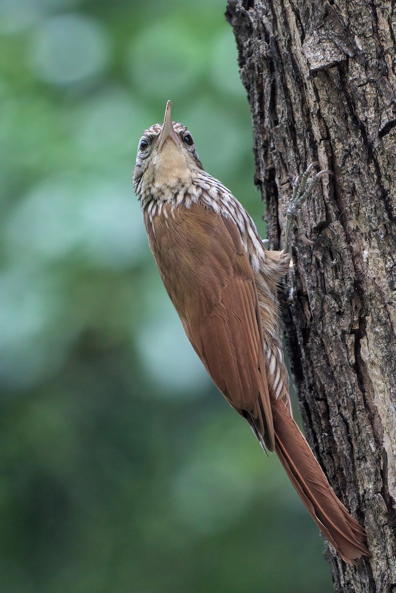 Streak-headed Woodcreeper - Cesar Ponce