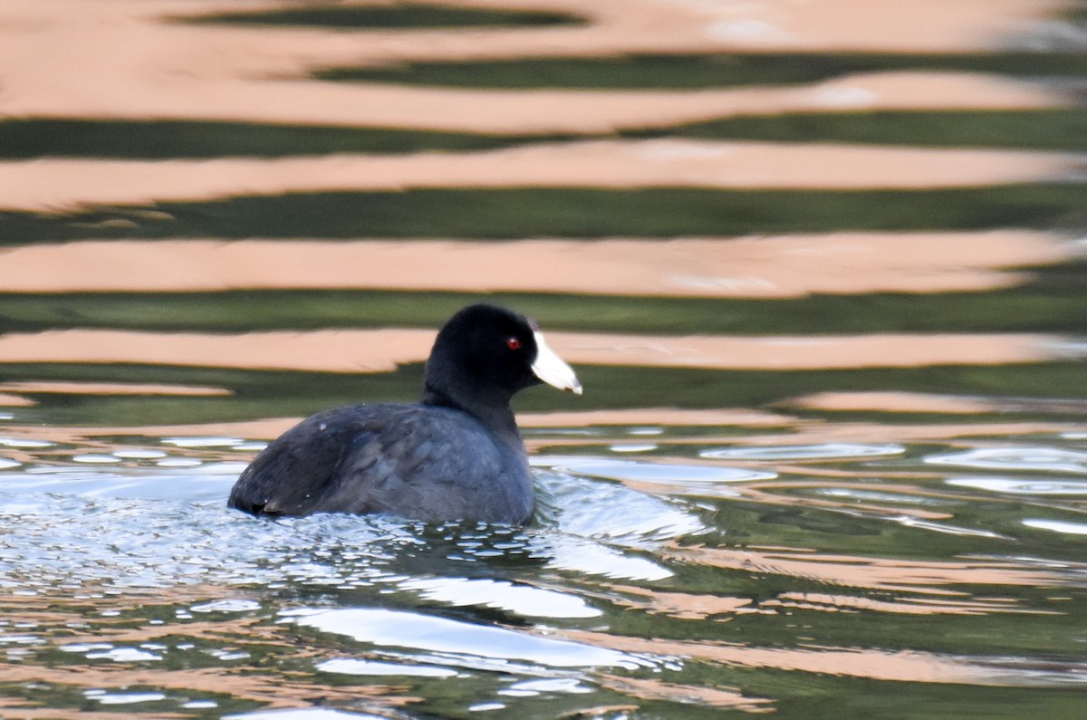 American Coot (Red-shielded) - ML198331491