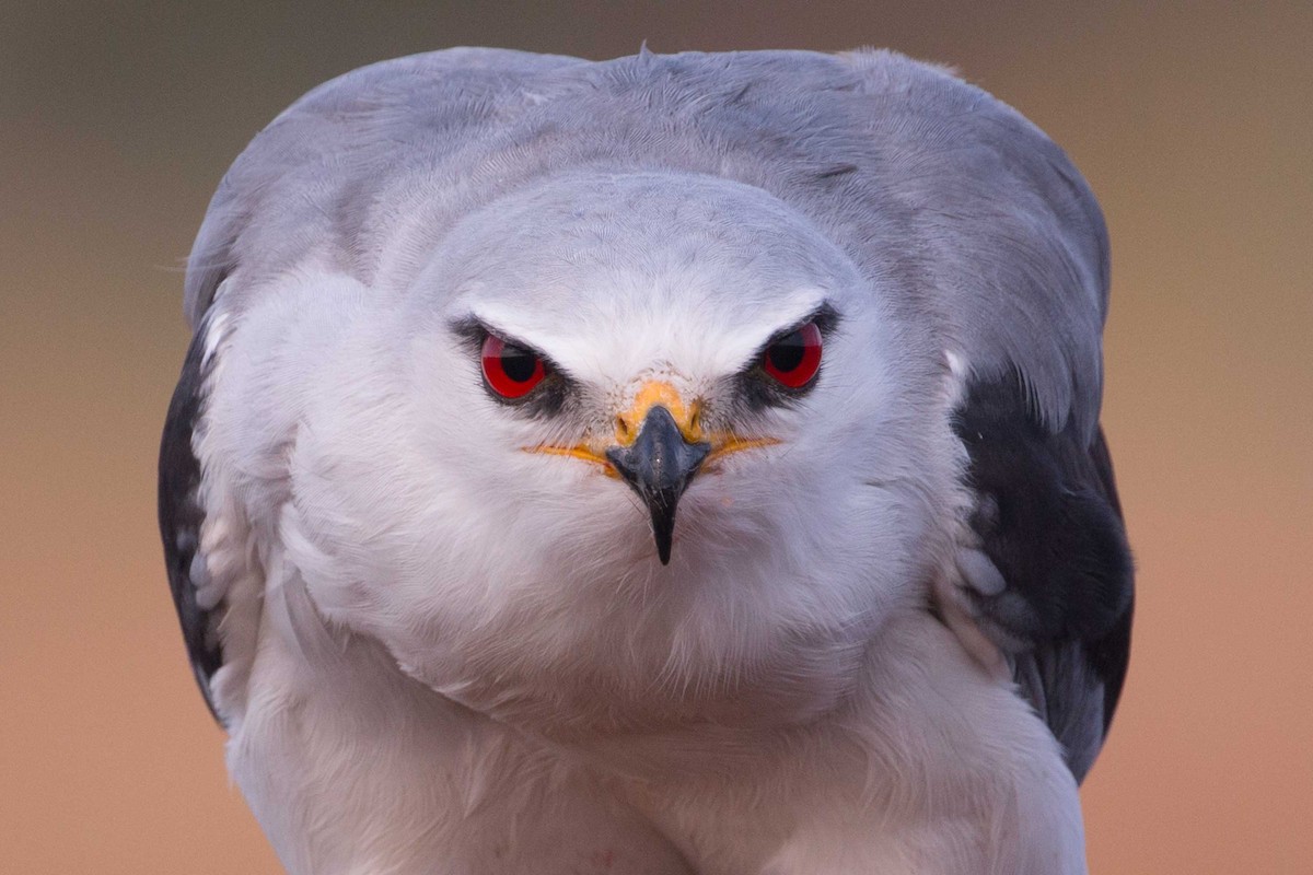 Black-winged Kite - ML198331551