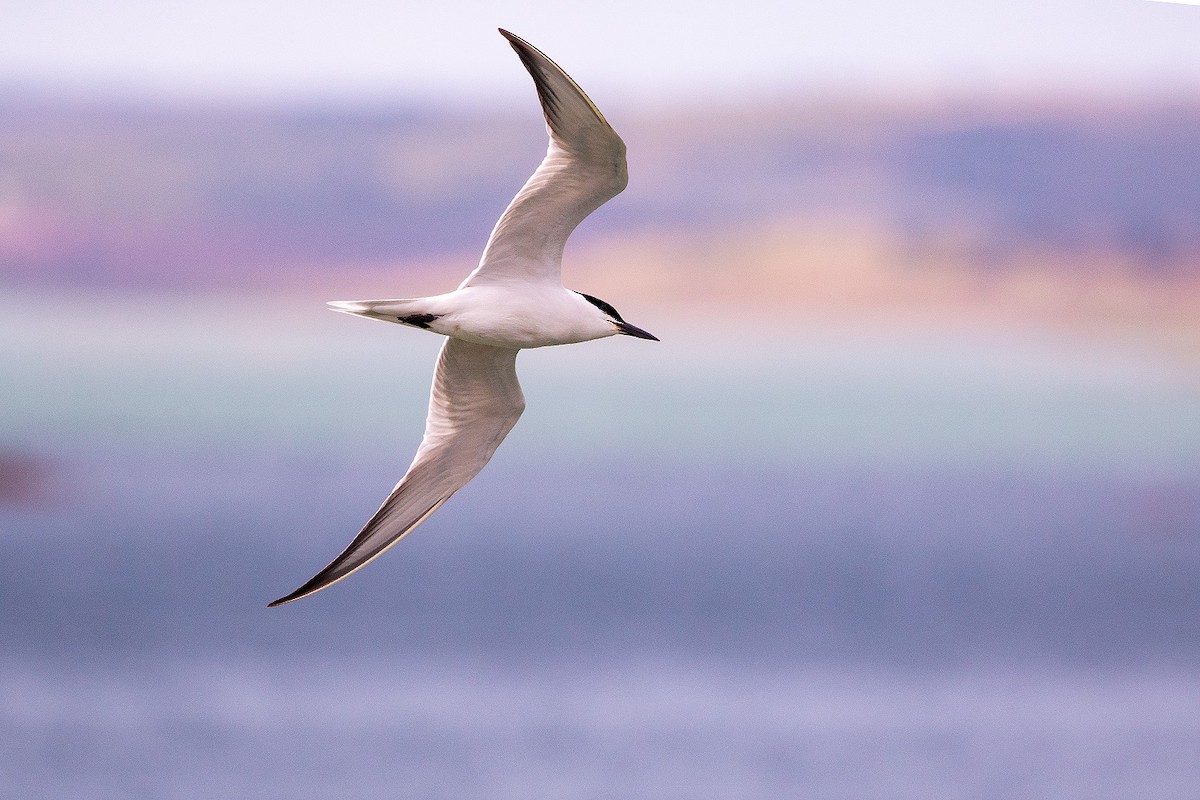 Gull-billed Tern - ML198331571