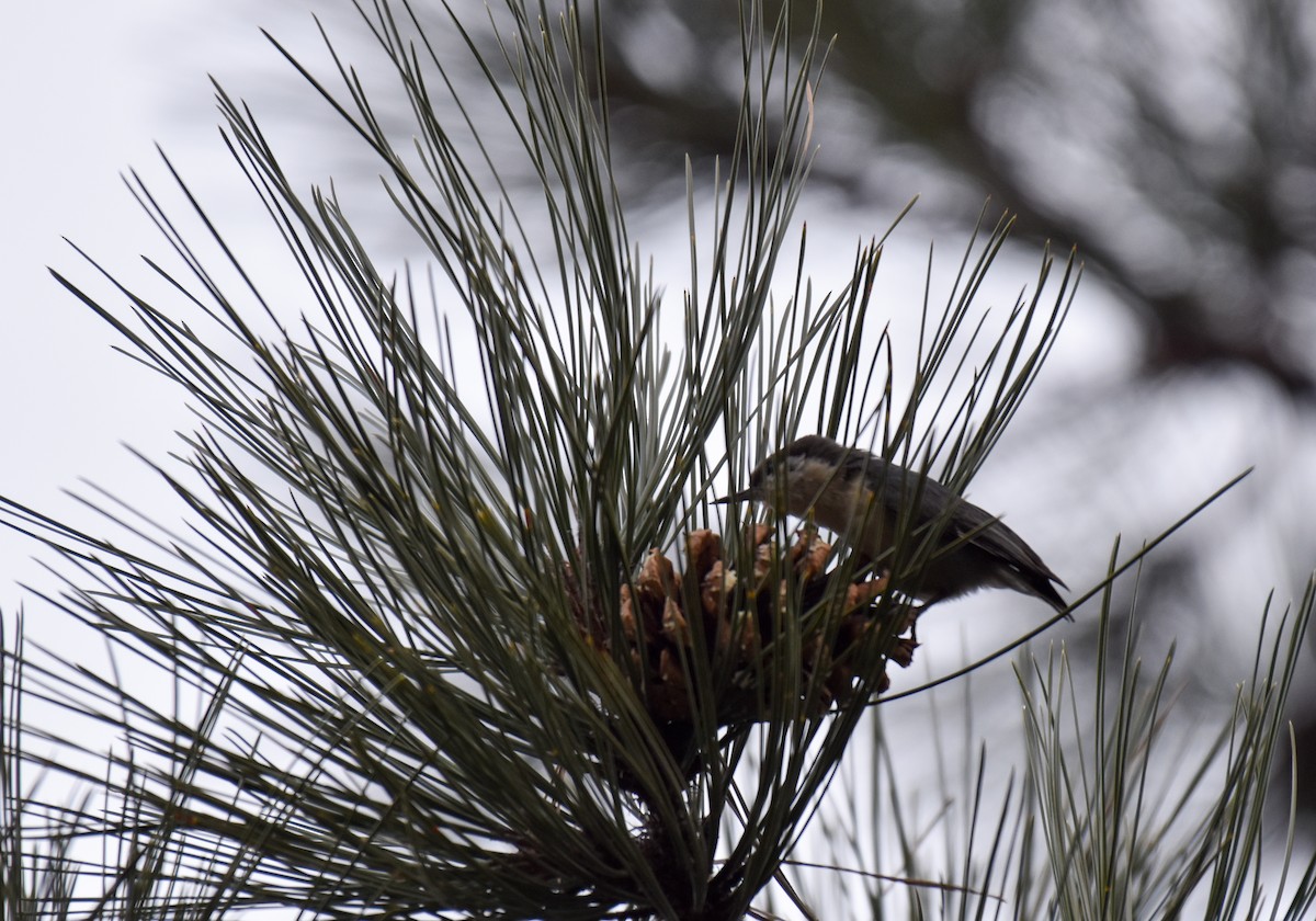 Pygmy Nuthatch - ML198334051