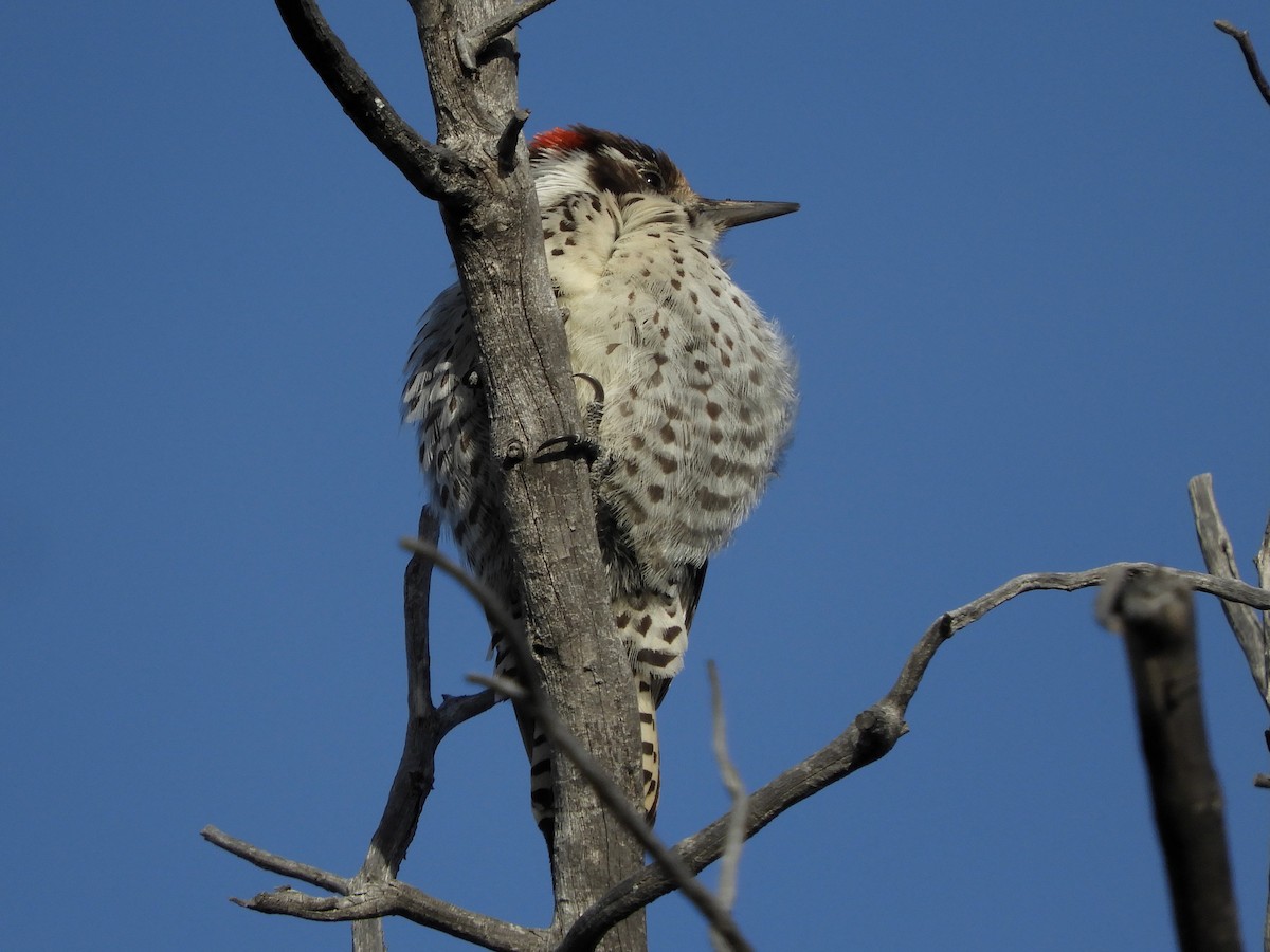 Arizona Woodpecker - Paul Suchanek
