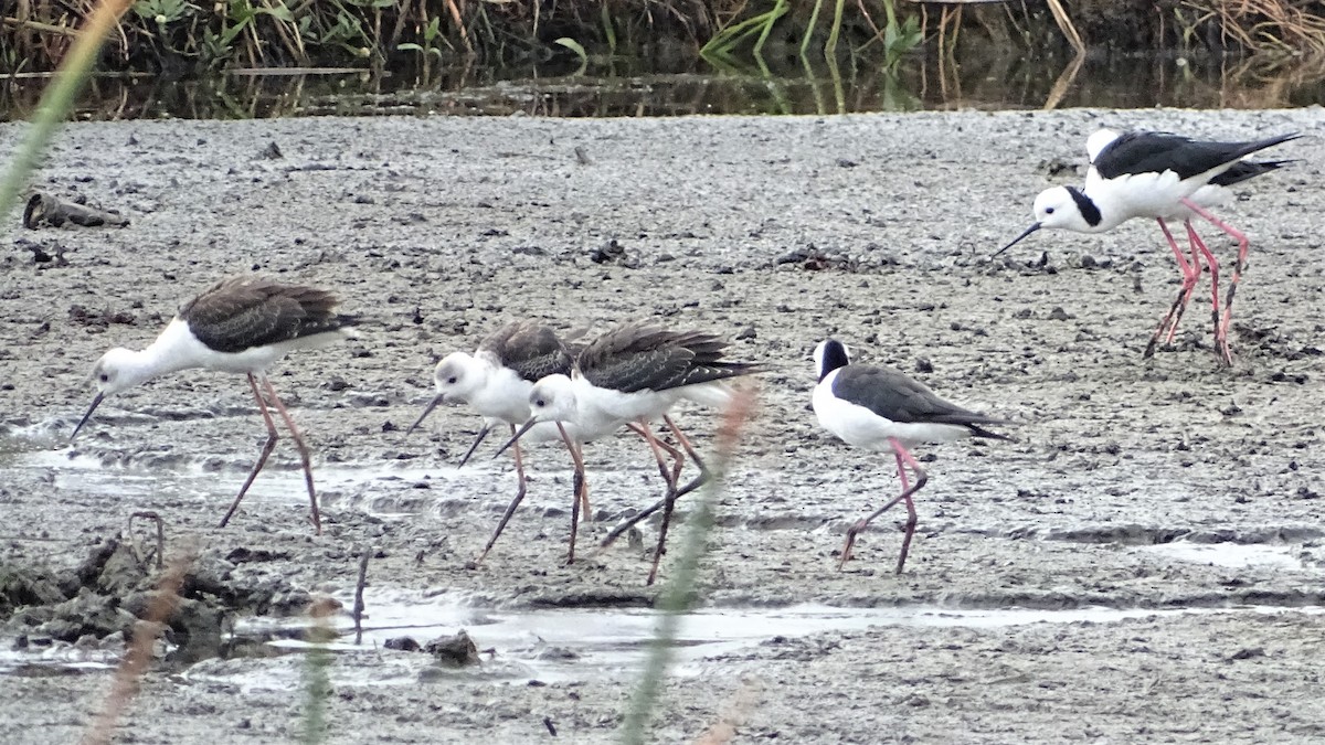 Pied Stilt - ML198335631