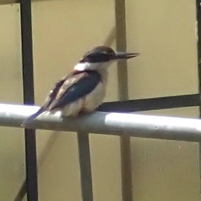 Sacred Kingfisher - ML198336131
