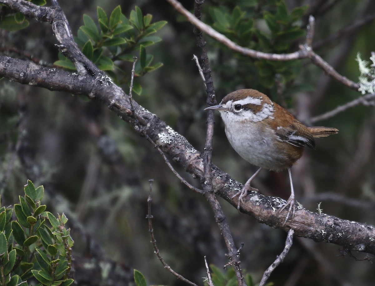 Timberline Wren - ML198337571