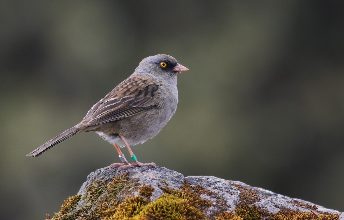 Volcano Junco - Sarah Dzielski Cohen