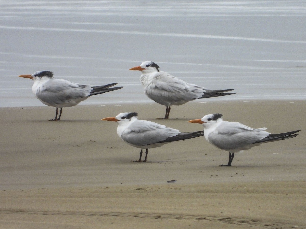 Royal Tern - ML198340531