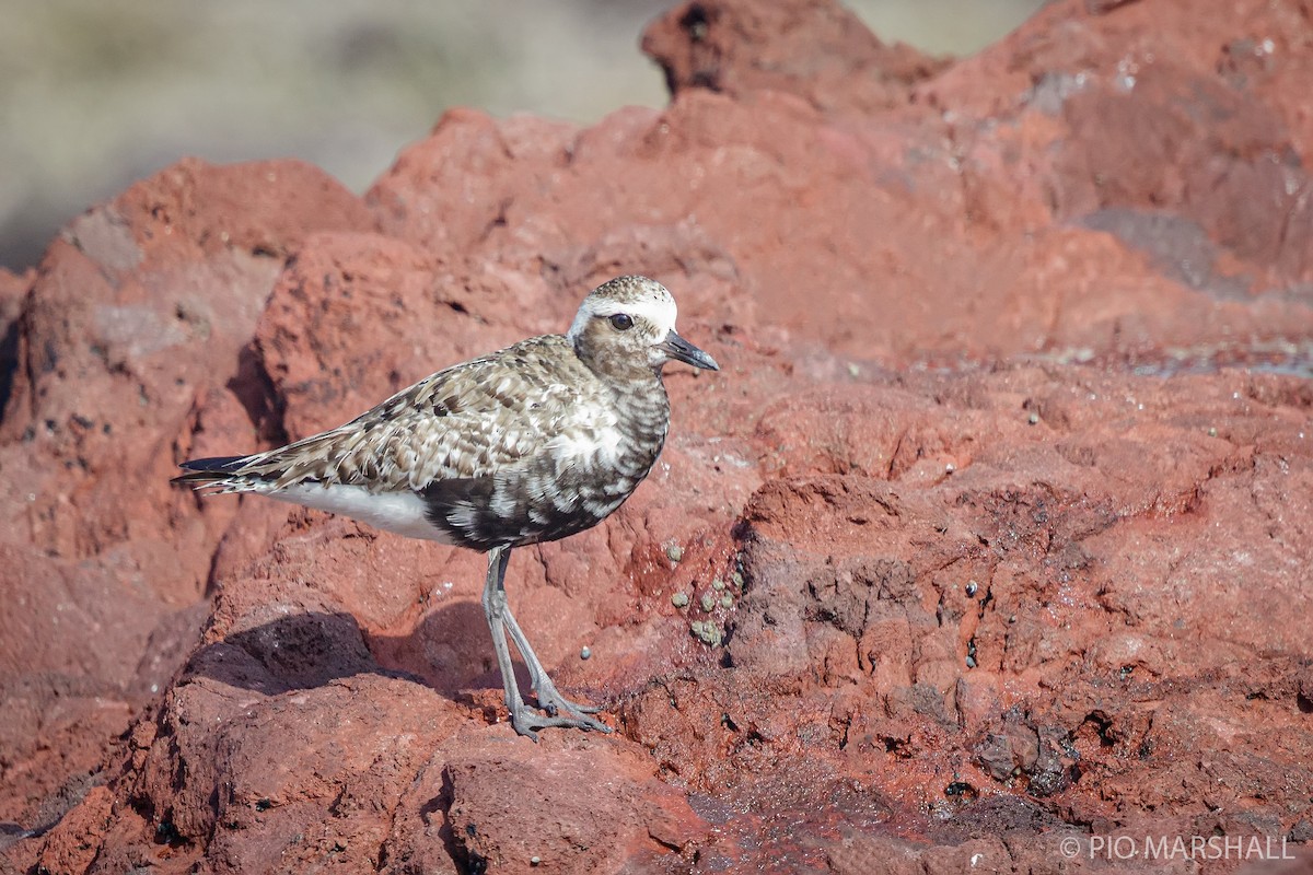 Black-bellied Plover - ML198342071