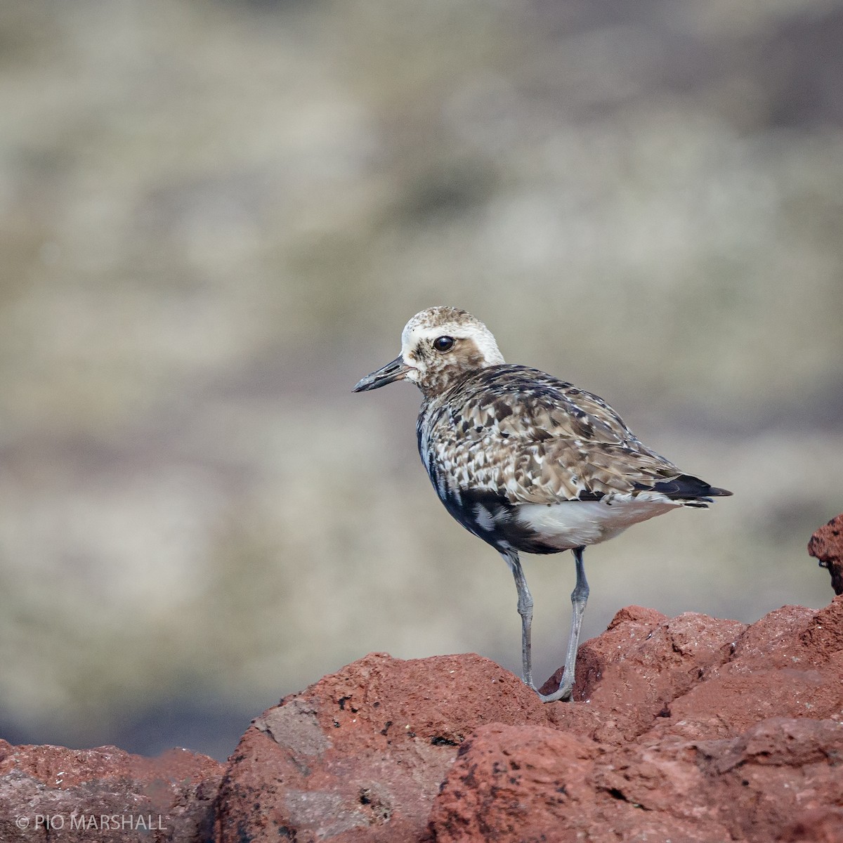 Black-bellied Plover - ML198342101