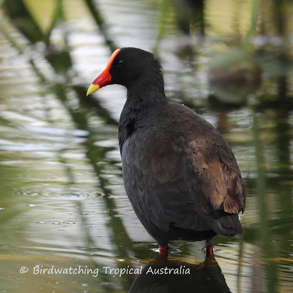 Dusky Moorhen - ML198342151