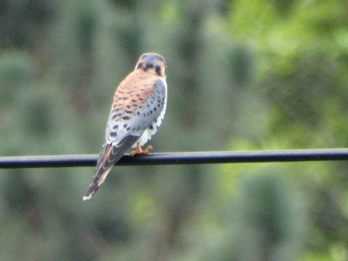 American Kestrel - ML198342481