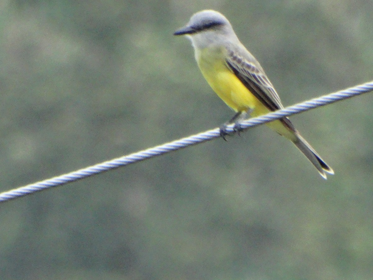 Tropical Kingbird - ML198342591