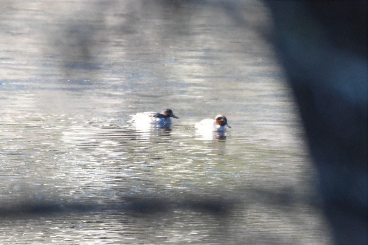 Green-winged Teal - ML198343531