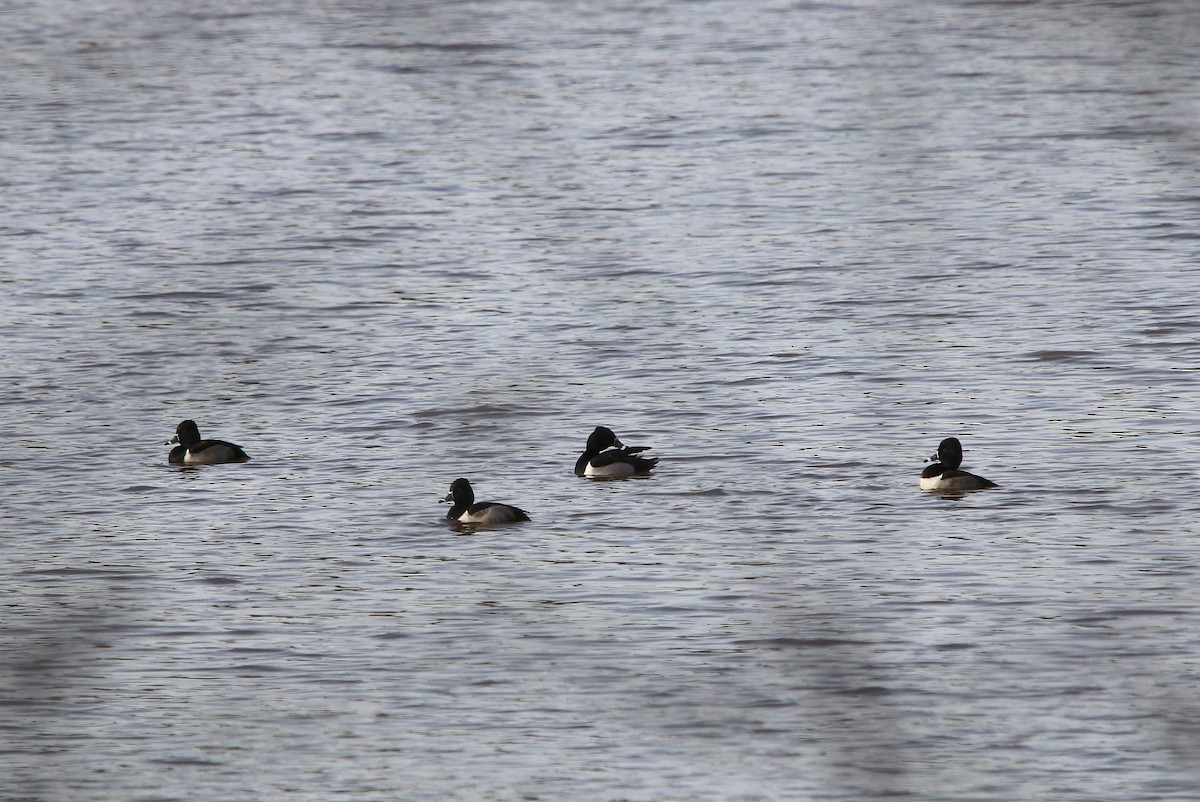 Ring-necked Duck - ML198343761