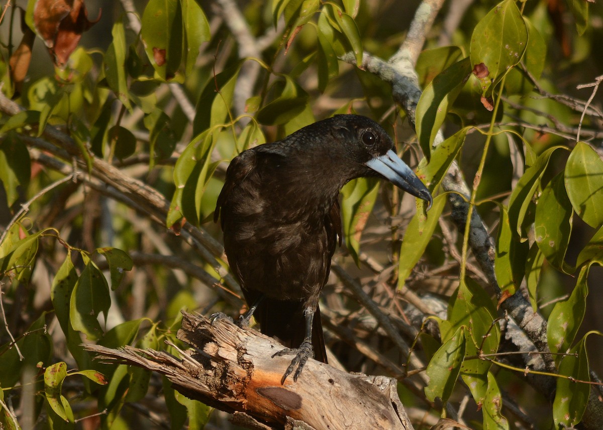 Black Butcherbird - ML198345121