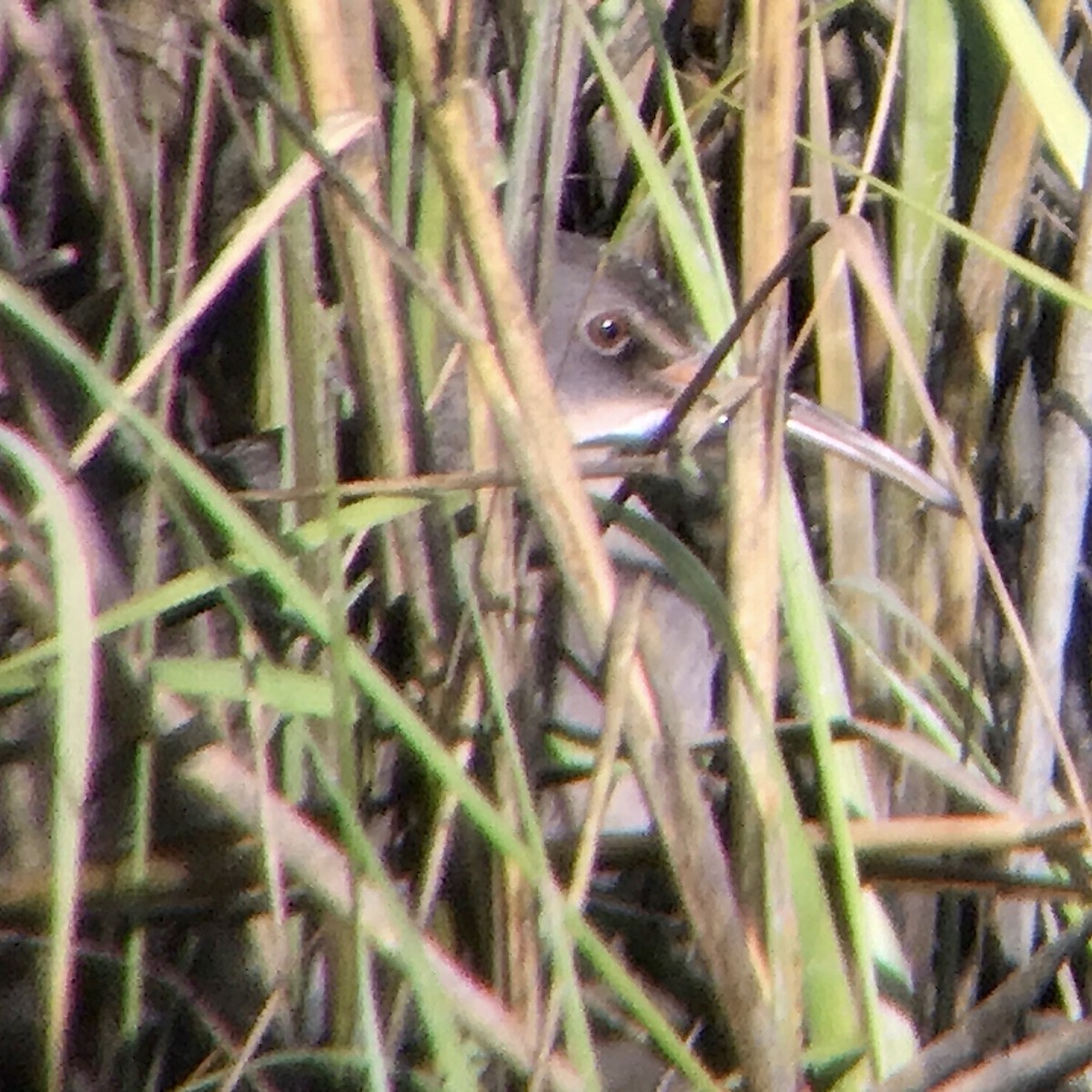 Clapper Rail - ML198346551