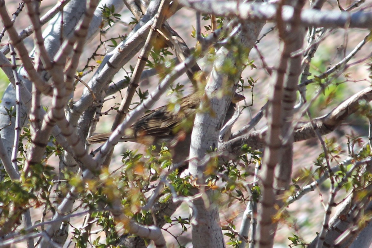 House Sparrow - ML198346671